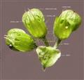  Calyces